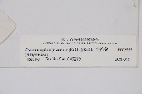 羽節蕨藏品圖，第2張