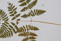 羽節蕨藏品圖，第3張