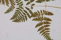 羽節蕨藏品圖，第4張