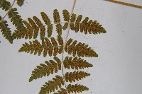羽節蕨藏品圖，第5張