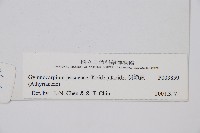 羽節蕨藏品圖，第2張