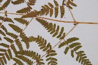 羽節蕨藏品圖，第3張