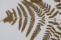 羽節蕨藏品圖，第4張