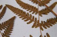 羽節蕨藏品圖，第5張