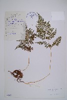 寬葉冷蕨藏品圖，第1張