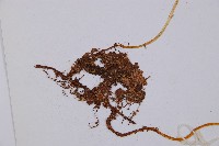 寬葉冷蕨藏品圖，第4張