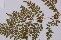 寬葉冷蕨藏品圖，第5張