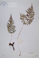 登錄號:P003861藏品圖，第1張