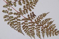 登錄號:P003861藏品圖，第3張