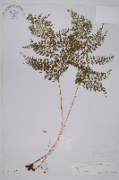 登錄號:P003862藏品圖，第1張