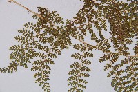 登錄號:P003862藏品圖，第3張