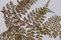 登錄號:P003862藏品圖，第4張