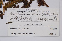 毛腳短腸蕨藏品圖，第2張