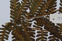 毛腳短腸蕨藏品圖，第4張