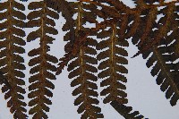 毛腳短腸蕨藏品圖，第5張