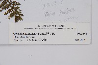 稀子蕨藏品圖，第2張