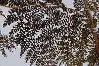 稀子蕨藏品圖，第3張