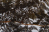 稀子蕨藏品圖，第4張