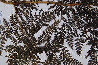 稀子蕨藏品圖，第5張