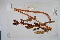 登錄號:P003865藏品圖，第1張