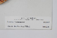 登錄號:P003865藏品圖，第2張