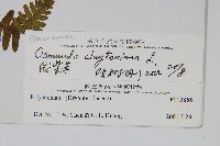 絨假紫萁、台灣絨假紫萁藏品圖，第2張