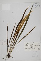 劍葉鐵角蕨、箭葉鐵角蕨藏品圖，第1張