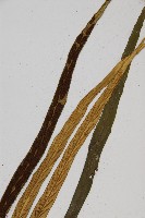 劍葉鐵角蕨、箭葉鐵角蕨藏品圖，第3張