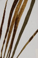 劍葉鐵角蕨、箭葉鐵角蕨藏品圖，第4張