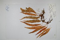 網眼瓦葦藏品圖，第1張