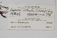 網眼瓦葦藏品圖，第2張