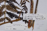 褐色短腸蕨藏品圖，第5張