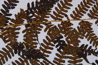 褐色短腸蕨藏品圖，第7張