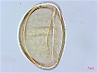 褐色短腸蕨藏品圖，第4張