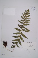 登錄號:P003870藏品圖，第1張