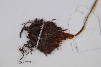 登錄號:P003870藏品圖，第3張