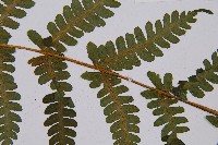 登錄號:P003870藏品圖，第4張