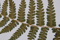 登錄號:P003870藏品圖，第5張