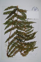 登錄號:P003871藏品圖，第1張