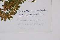 登錄號:P003871藏品圖，第2張