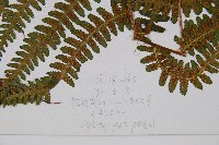 登錄號:P003871藏品圖，第3張