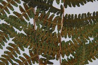 登錄號:P003871藏品圖，第4張