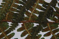 登錄號:P003871藏品圖，第5張