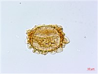 登錄號:P003871藏品圖，第3張