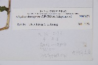 希陶蹄蓋蕨藏品圖，第2張