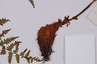 希陶蹄蓋蕨藏品圖，第3張