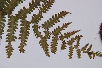 希陶蹄蓋蕨藏品圖，第4張