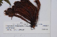 華中蛾眉蕨藏品圖，第2張