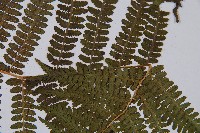 華中蛾眉蕨藏品圖，第3張