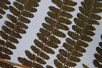 華中蛾眉蕨藏品圖，第5張